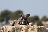WHIPPET 268